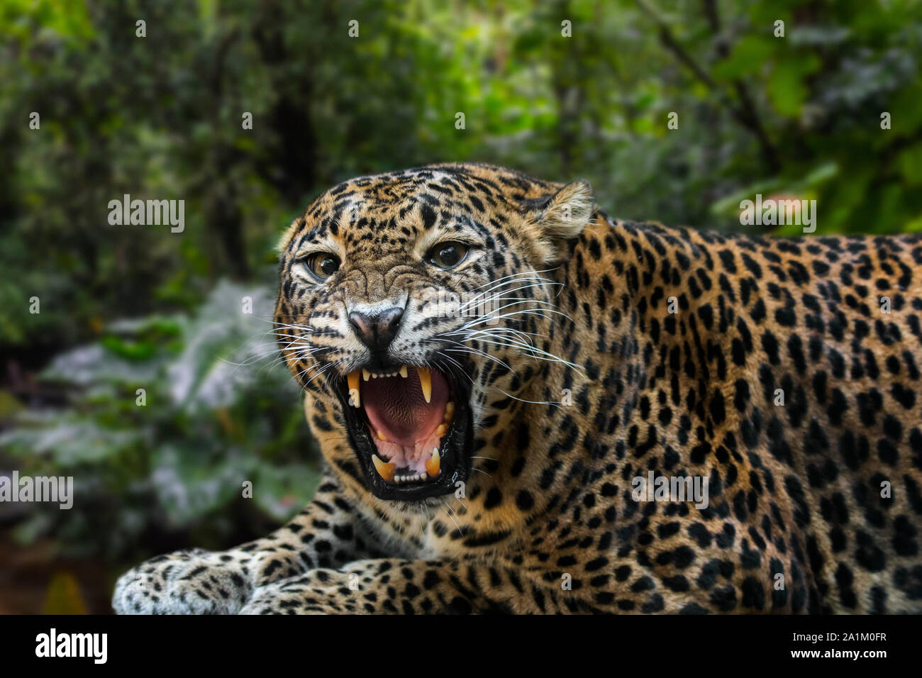 Sri-Lankais leopard (Panthera pardus kotiya) rugissants, montrant de grandes canines en bouche ouverte, originaire de Sri Lanka Banque D'Images