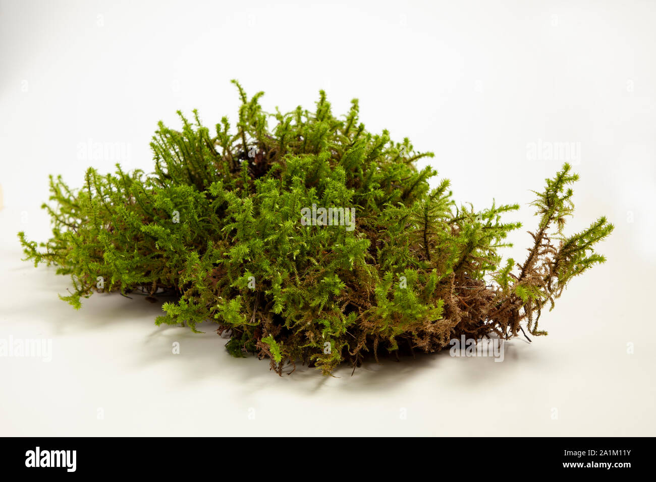 Moss isolé sur fond blanc Banque D'Images