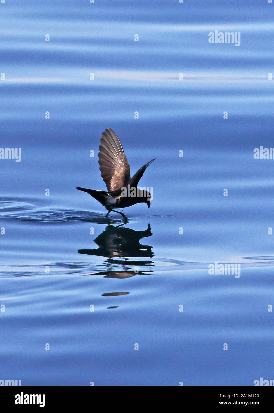 Océanite de Wilson (Oceanites oceanicus) adulte marche sur l'eau, Janvier Banque D'Images