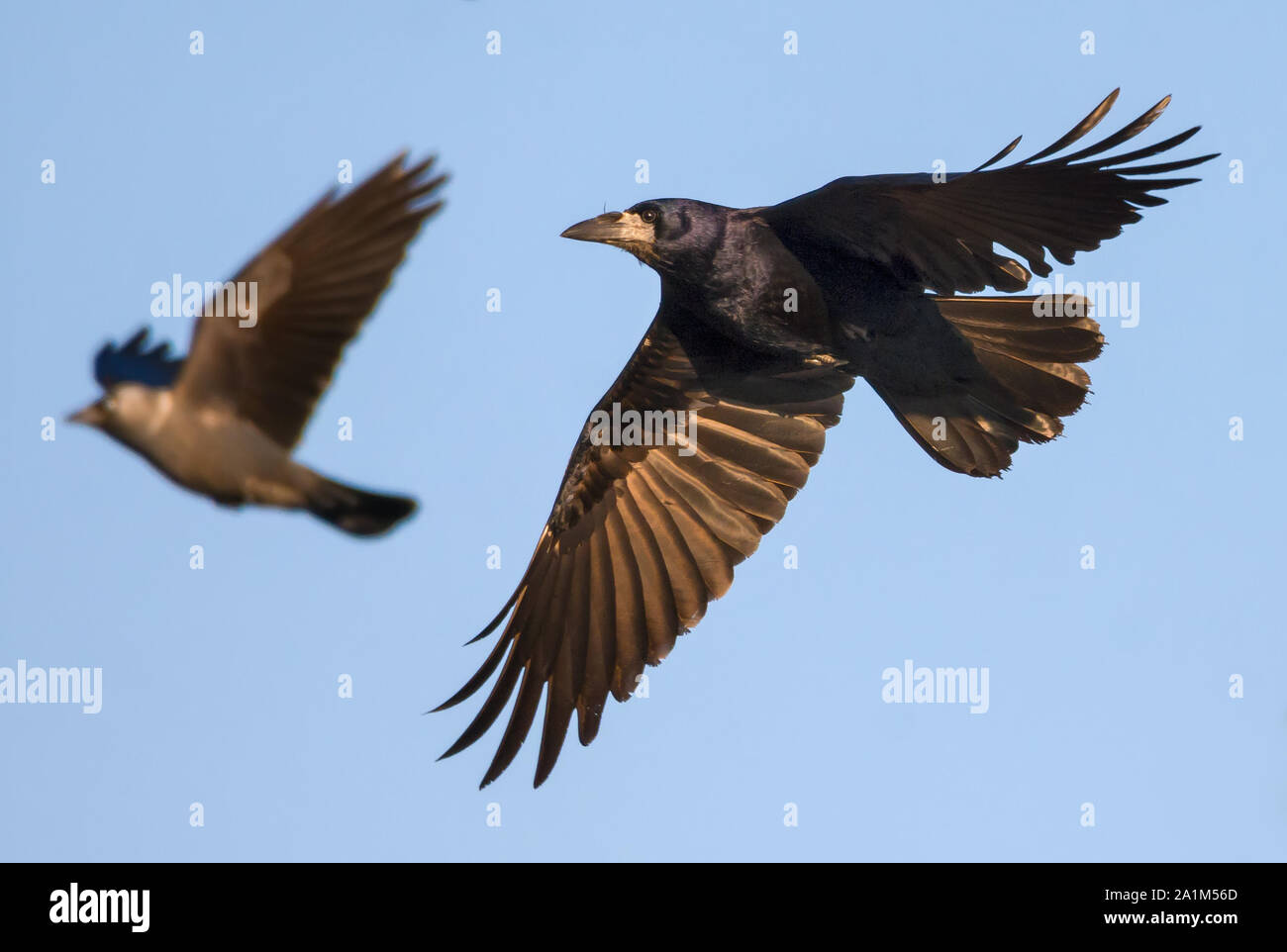 En vol rapide tour brillant ciel bleu avec des plumes des ailes spreaded Banque D'Images