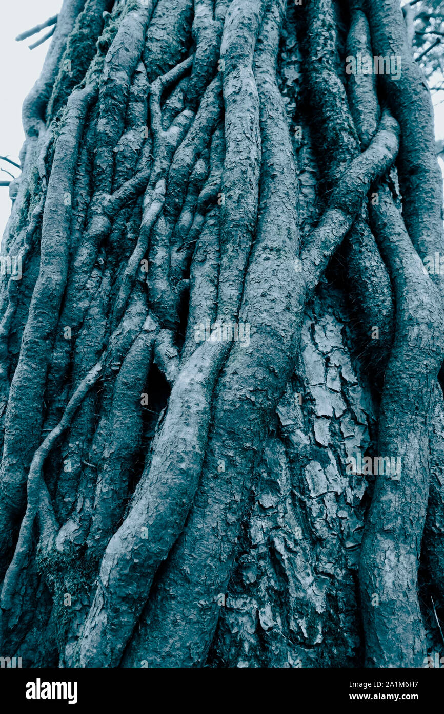 Tiges d'un vieux lierre accroché à un tronc d'arbre. Ton bleu. Banque D'Images