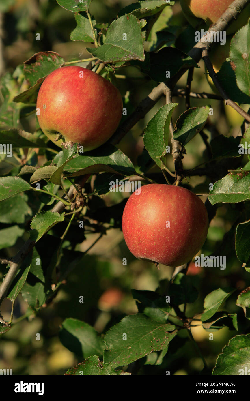 Pommes rouges bien mûrs sur une branche Banque D'Images