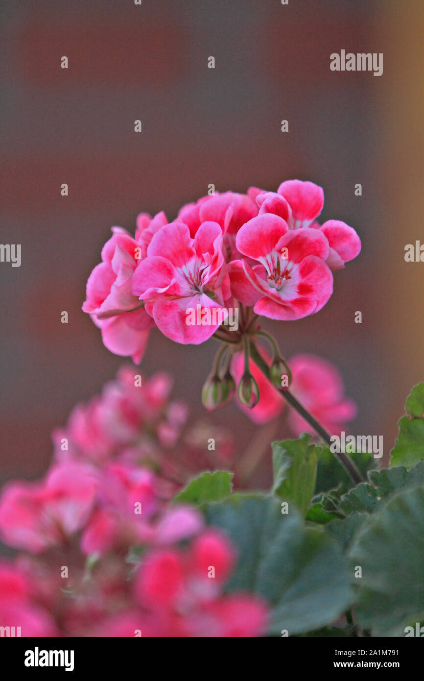 Pelargonium rose fleurs close up Banque D'Images