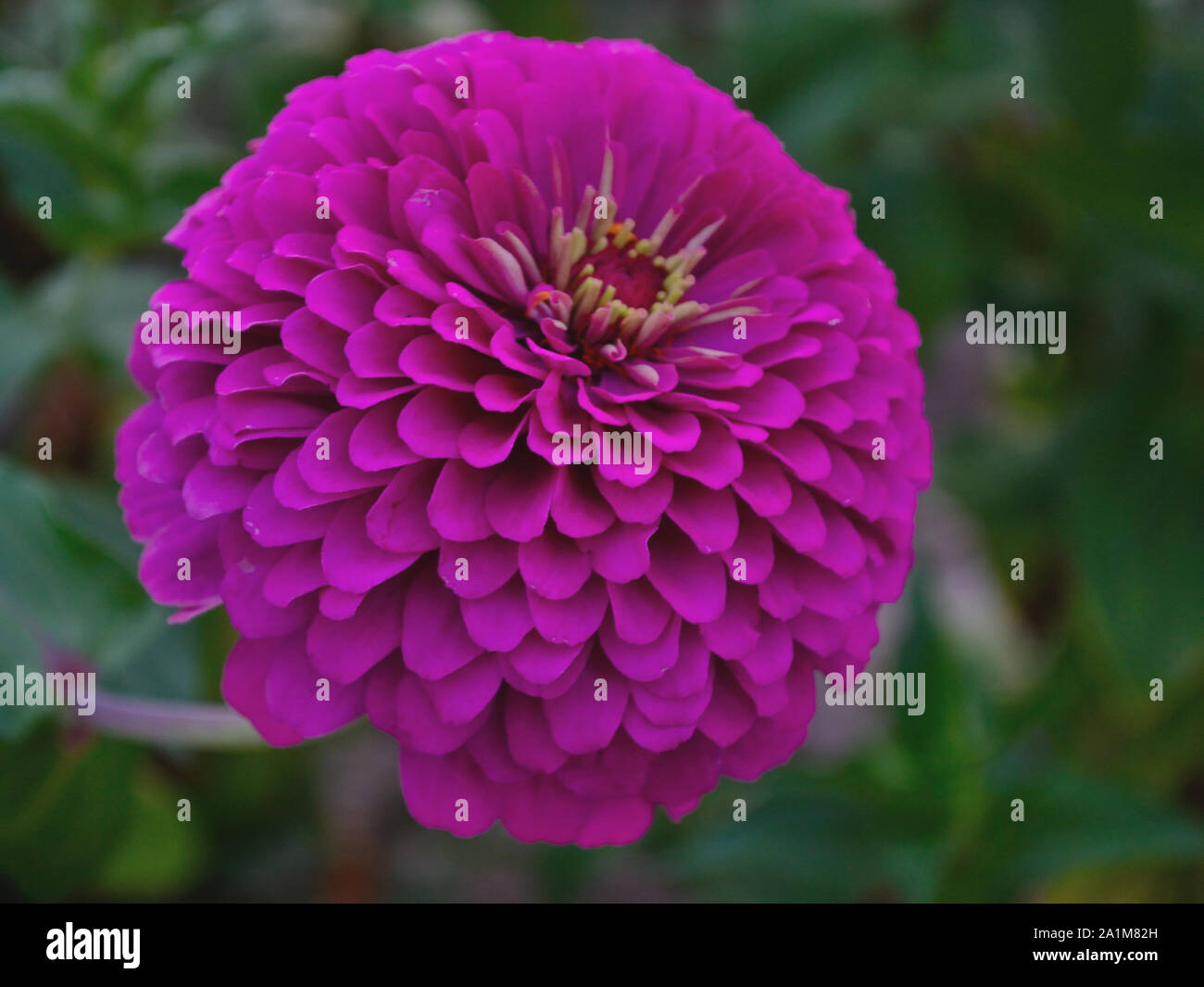 Zinnia commun fleur pourpre, Close up, Zinnia elegans Banque D'Images