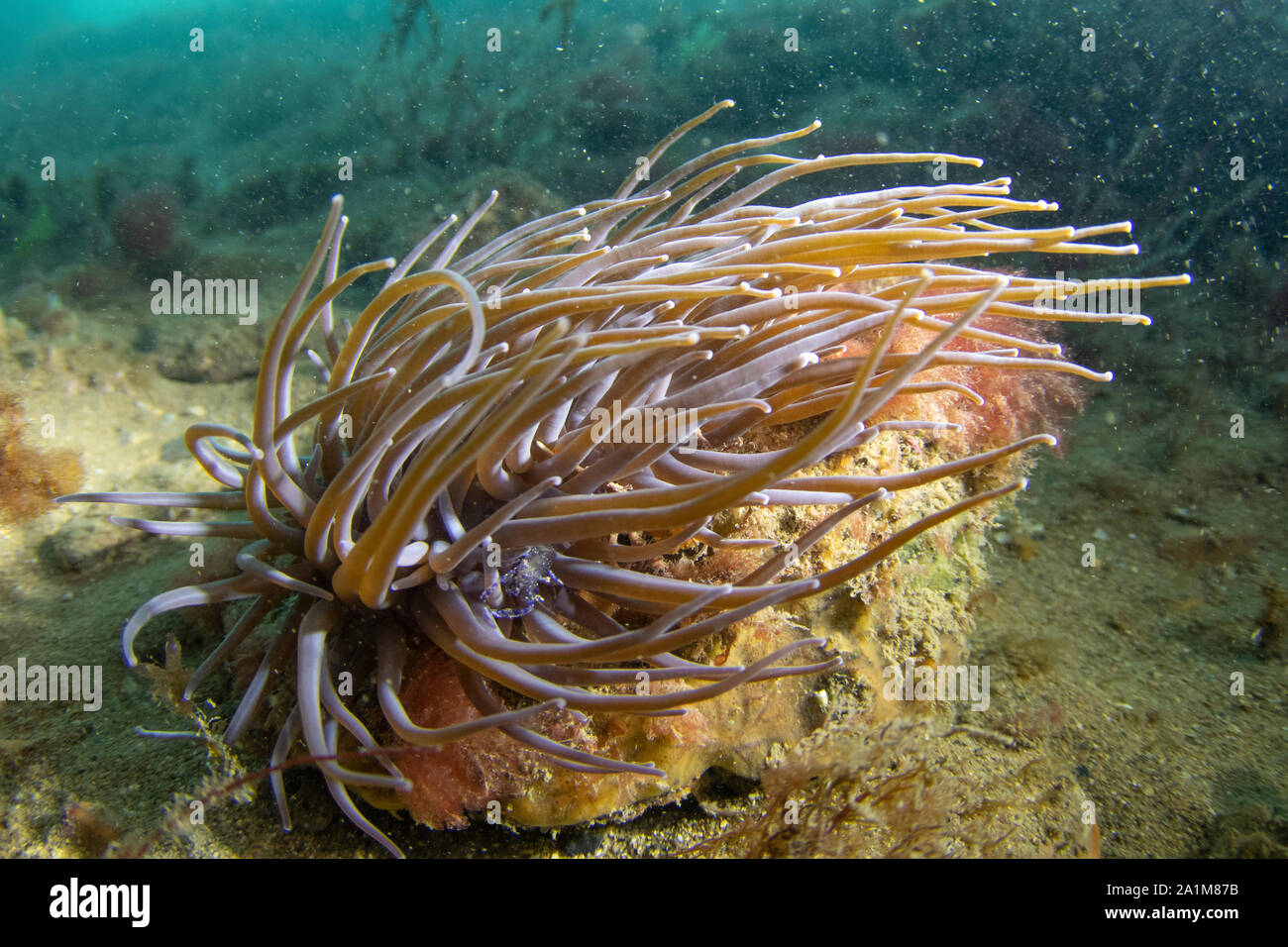L'anémone Anemonia viridis snakelocks snakelocks ,, crevettes , Periclimenes sagittifer, swanage, dorset, pier pier swanage dorset, septembre, septembre Banque D'Images