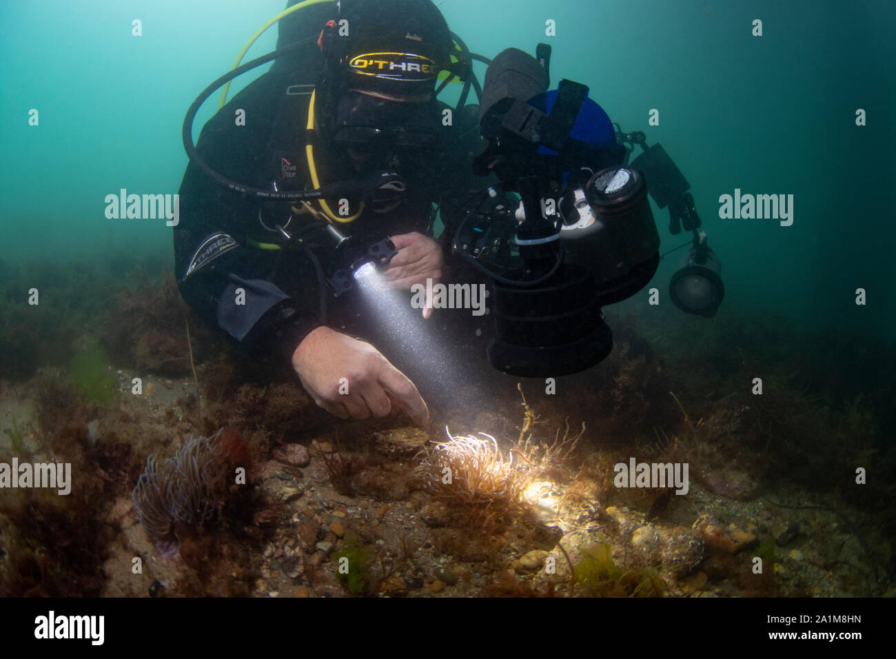 L'anémone Anemonia viridis snakelocks ,, swanage pier, dorset, septembre Banque D'Images