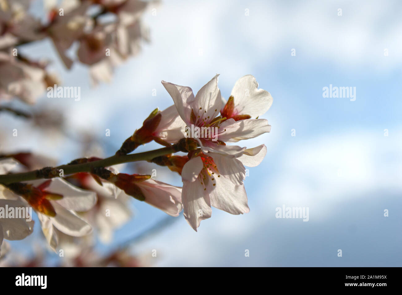 Fleurs d'amande avec ciel bleu avec nuages arrière-plan 5 Banque D'Images