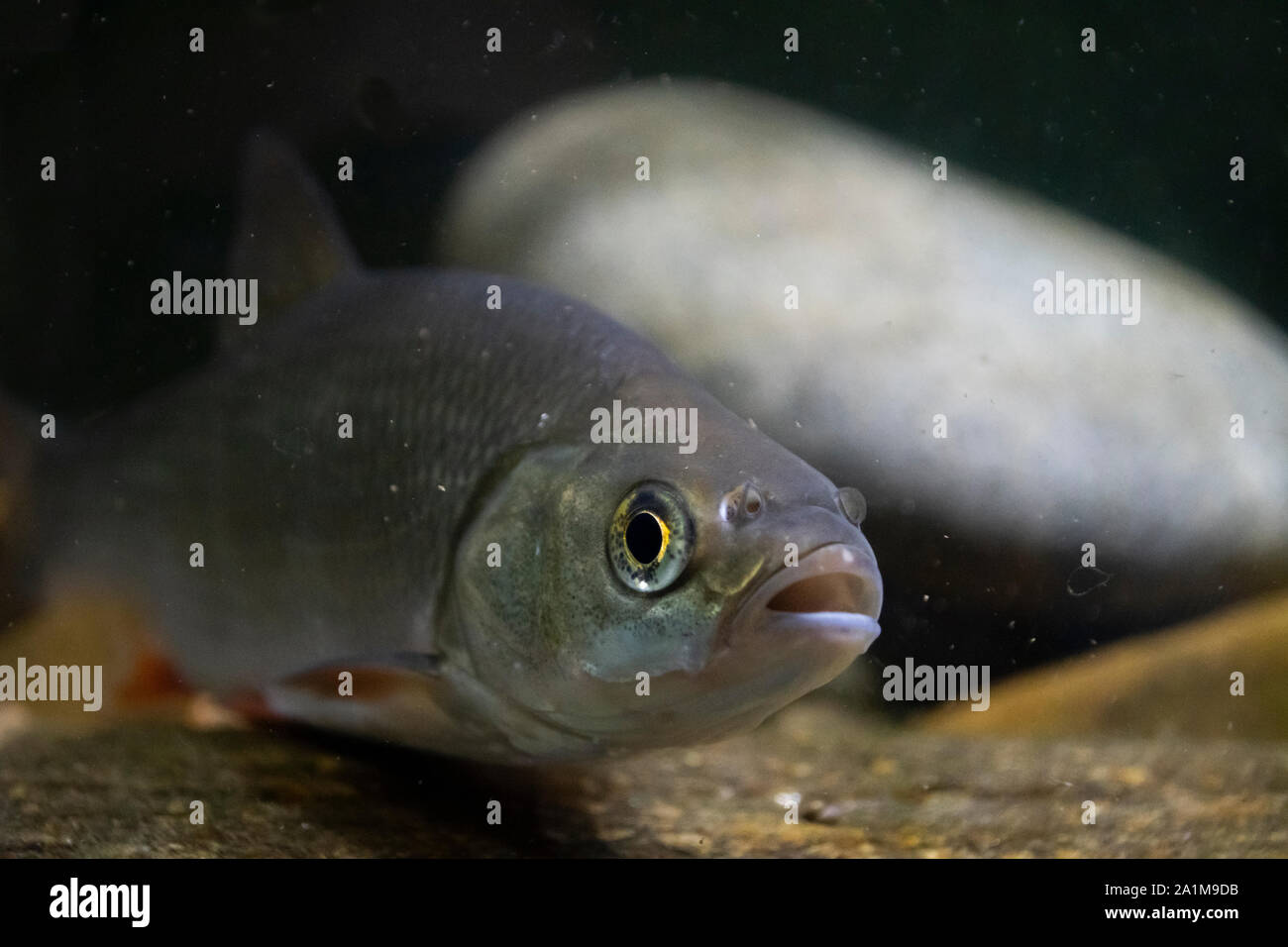 Ide, Leuciscus idus, Nottingham, Captive, septembre Banque D'Images