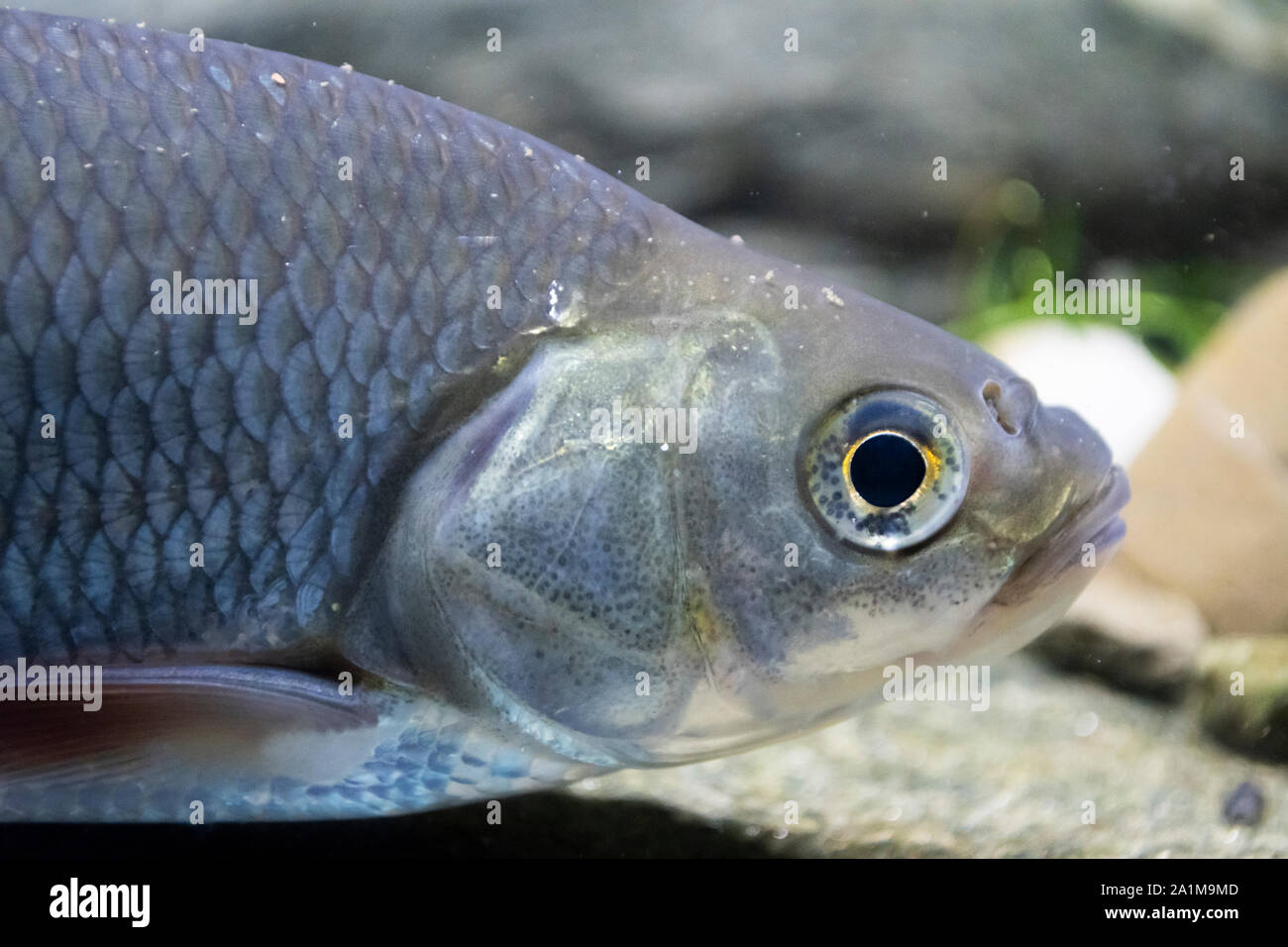 Ide, Leuciscus idus, Nottingham, Captive, septembre Banque D'Images