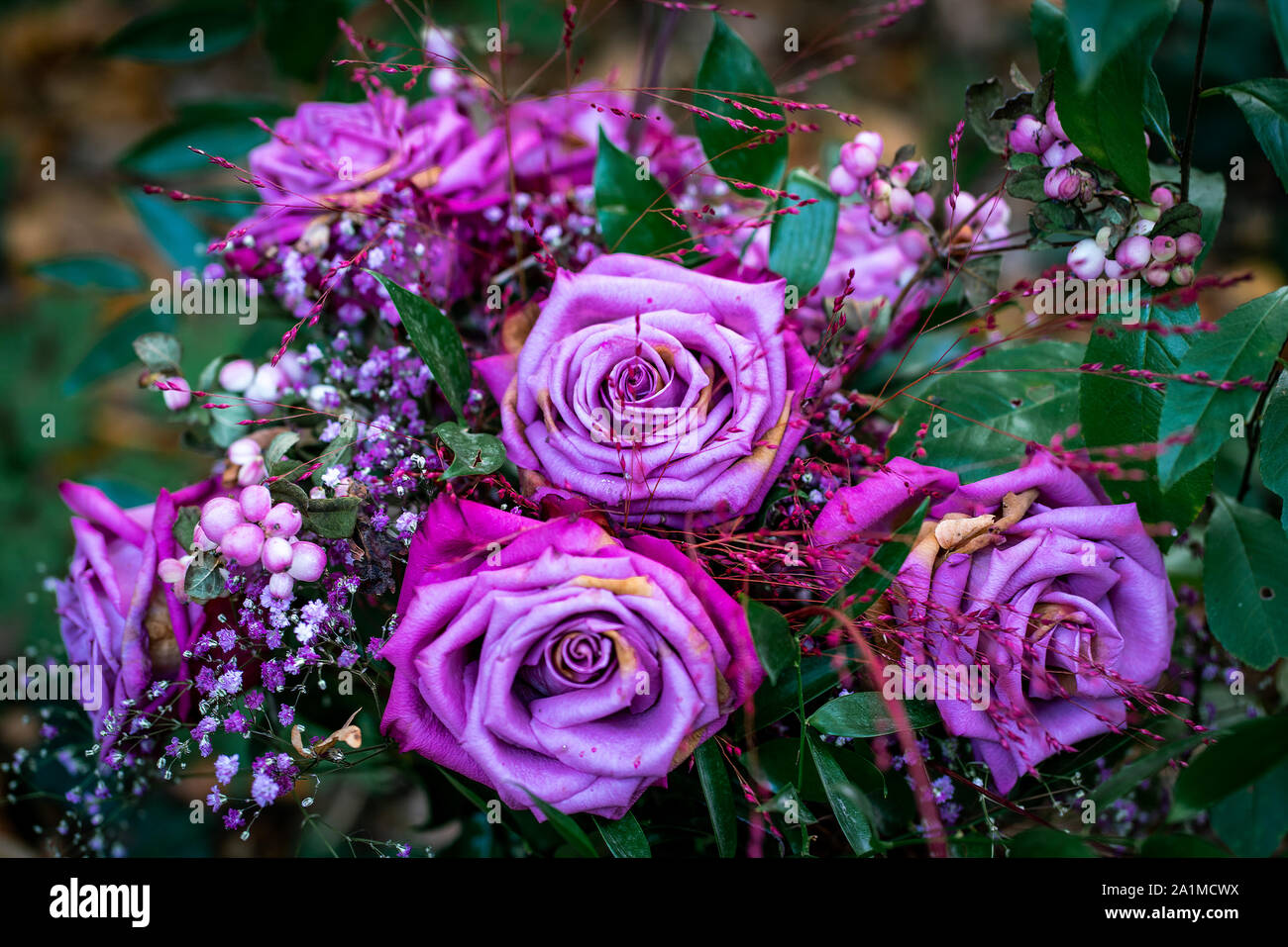 Nuances de rose violet et bleu Banque de photographies et d’images à