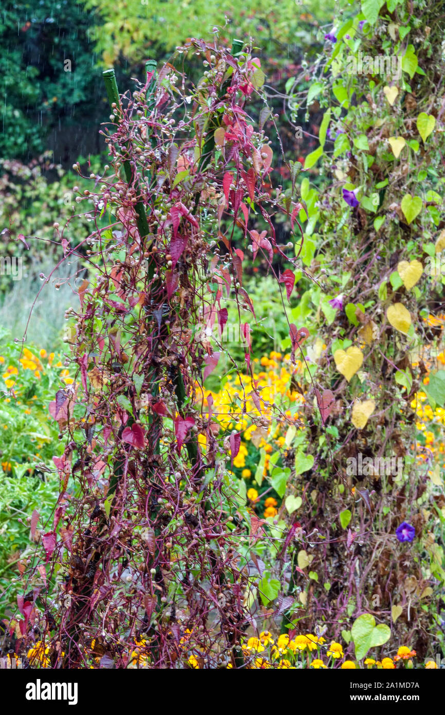 Plante grimpante sur le soutien à l'automne, le jardin Banque D'Images