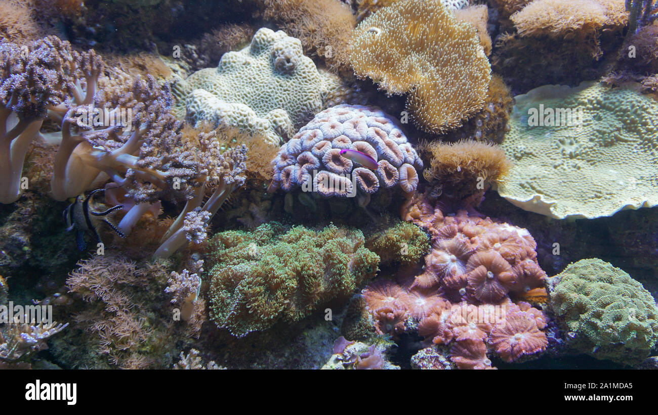Il se sent comme vous êtes plongée sous-marine et de l'expérience de l'univers méditerranéen réel lorsque vous visitez l'Aquarium de Barcelone. Banque D'Images
