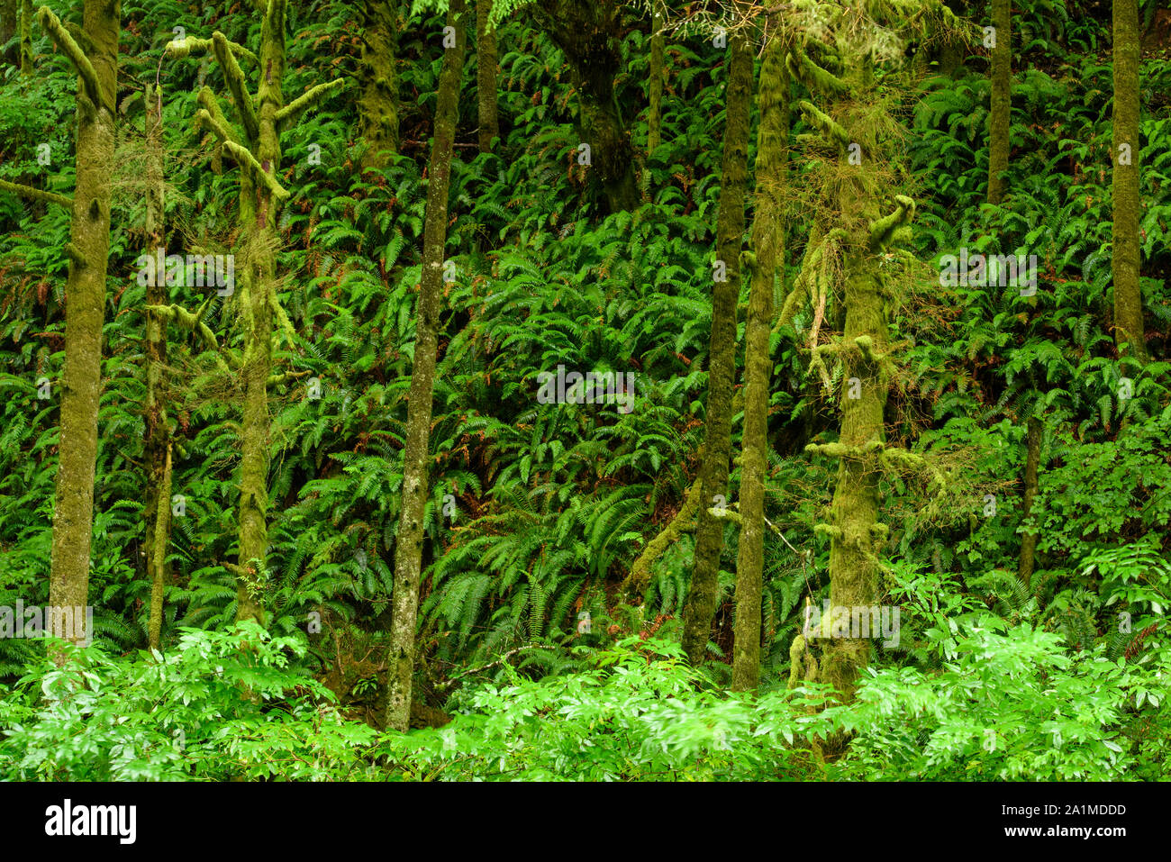 Forêt tropicale, Oswald West State Park, Oregon, USA Banque D'Images