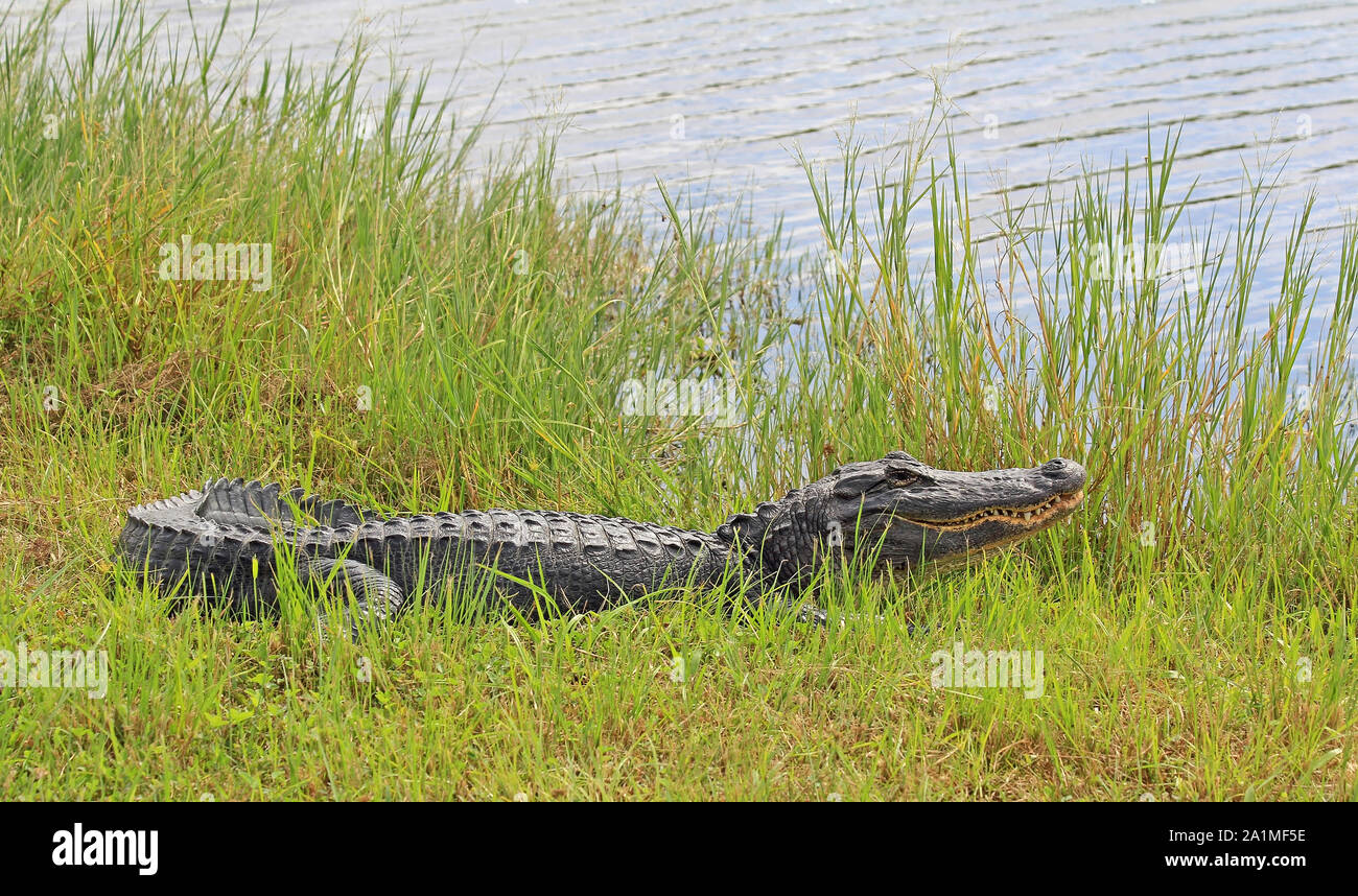 Sur l'herbe - Florida Alligator Banque D'Images
