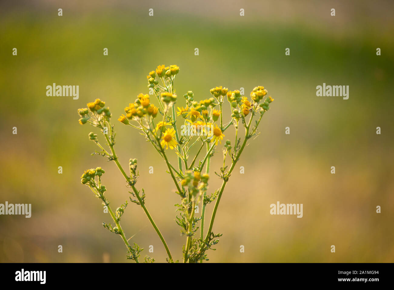 Jacobaea vulgaris, Senecio jacobaea séneçon commun, séneçon, Banque D'Images