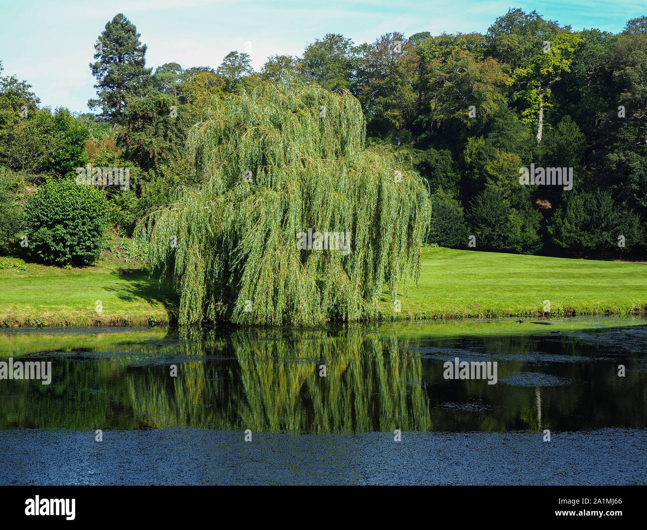 Saule pleureur reflétée dans un lac dans un parc de pays dans la région de North Yorkshire, Angleterre Banque D'Images