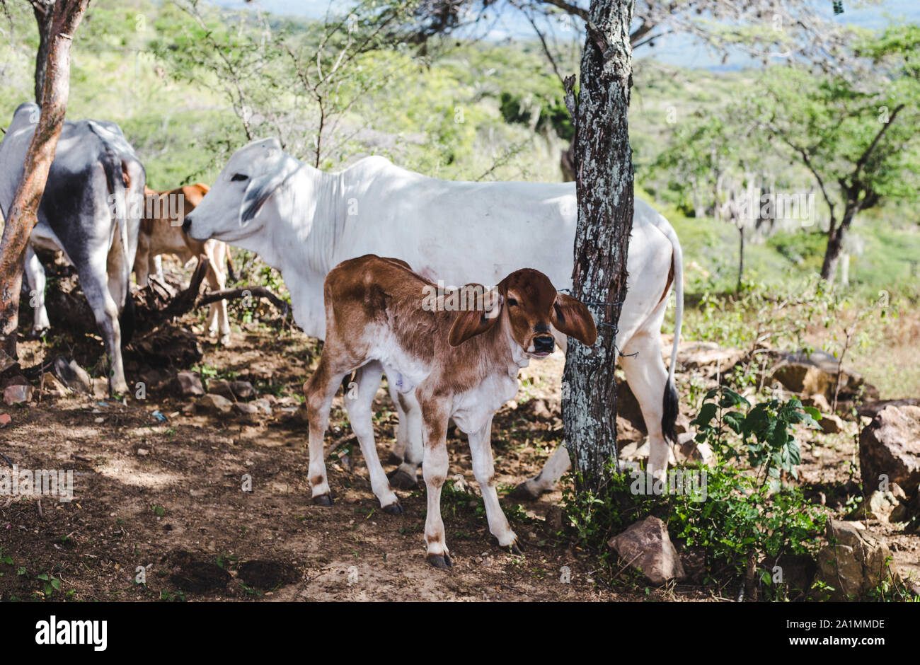 Le veau brun de la vache de bébé reste près de la mère de vache blanche sous l'ombre des arbres en Colombie Banque D'Images
