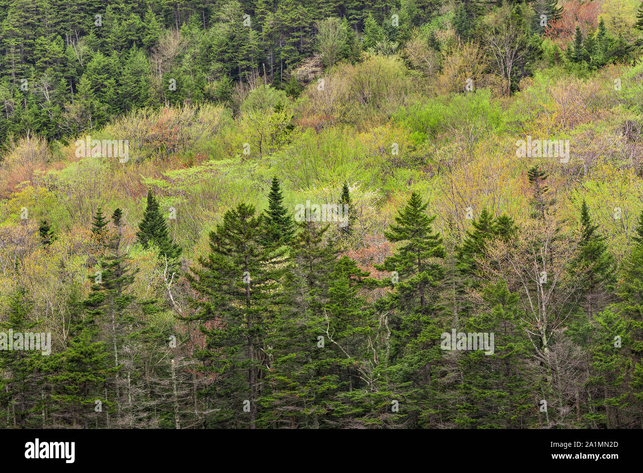 Le bourgeonnement des arbres sur un flanc de la White Mountain National Forest, Kinsman encoche, comté de Grafton, NH Banque D'Images