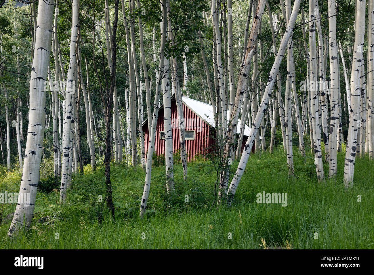 L'un des nombreux Colorado Outward Bound School cabines et ses bâtiments administratifs, au fond des bois, haut au-dessus de la ville de marbre dans Gunnison Comté (Colorado) Banque D'Images