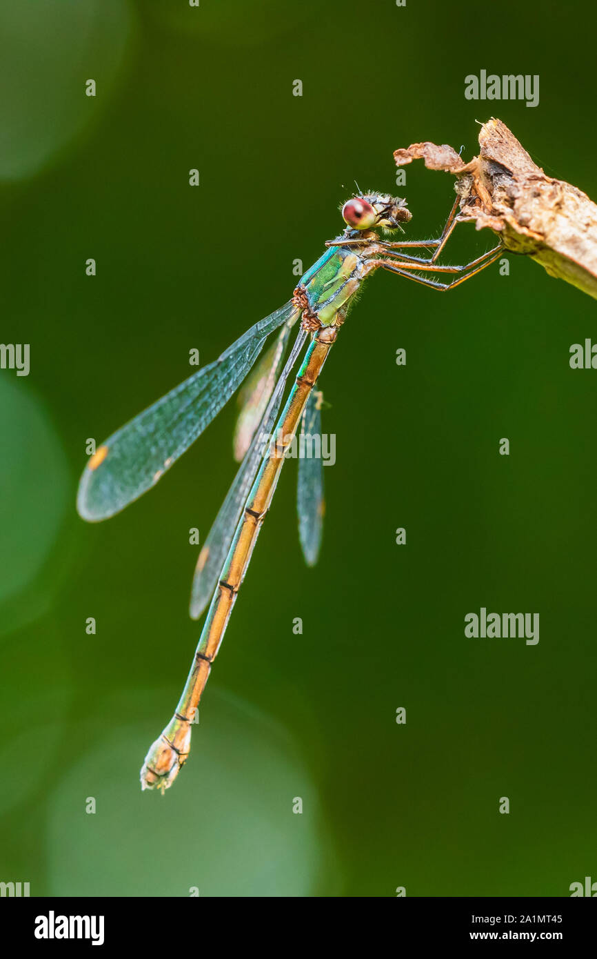 Gros plan détail d'un western willow emerald Chalcolestes viridis demoiselle, d'insectes, se reposant dans le soleil Banque D'Images