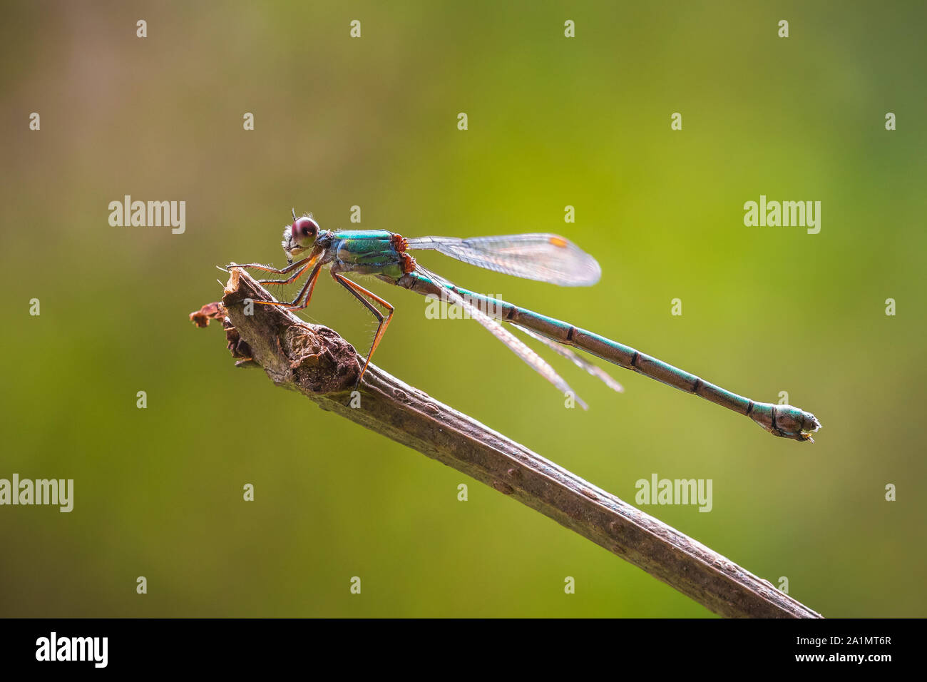 Chalcolestes viridis, emerald Willow willow spreadwing demoiselle ou western ailes de séchage au soleil de baignade. Banque D'Images