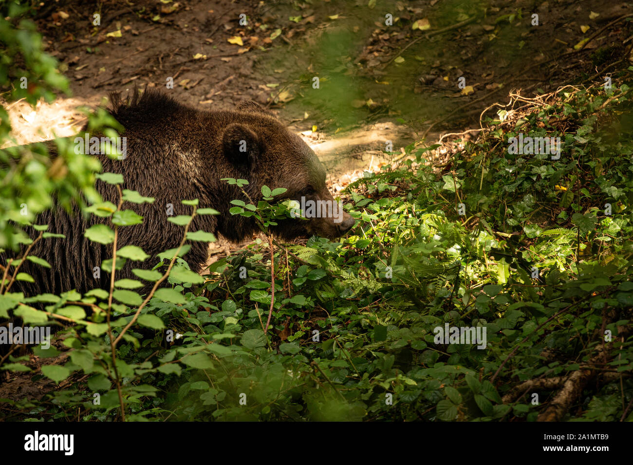 Ours brun eurasien Banque D'Images