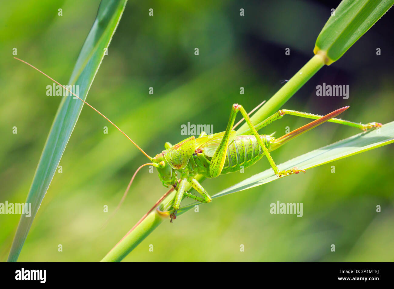 Macro close-up of a Great Green Bush-cricket, Tettigonia viridissima avec ovipositeur. Banque D'Images