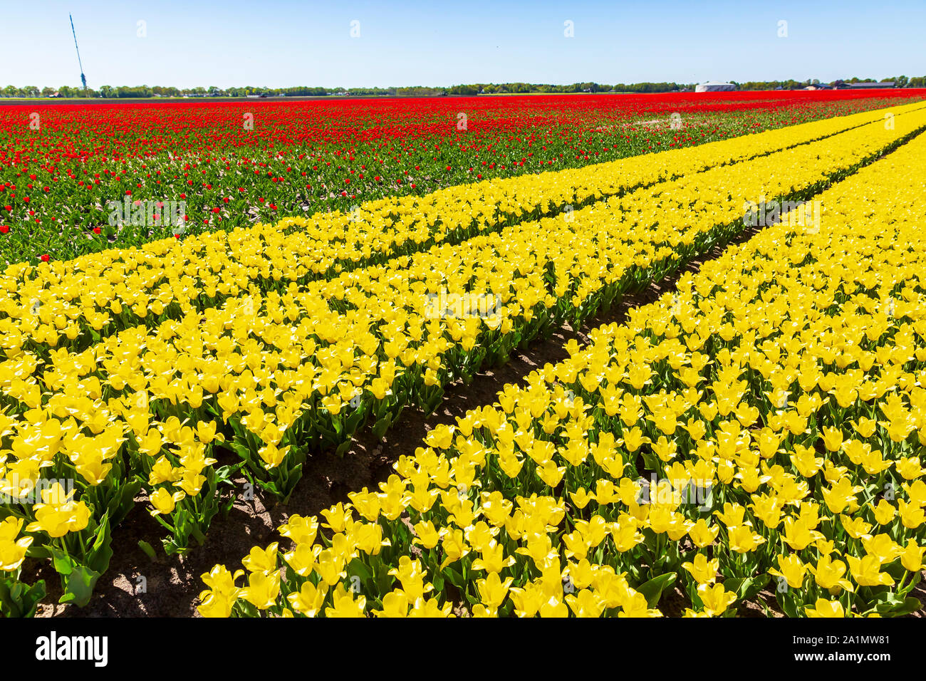 Boule Rouge Au Pays Des Tulipes Champ de tulipes et de fleurs Banque de photographies et d'images à haute  résolution - Alamy