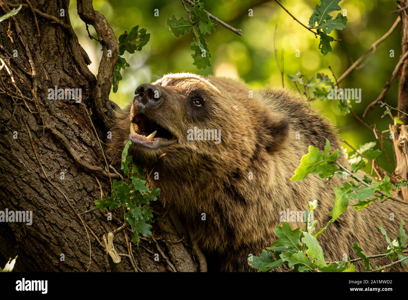 Ours brun eurasien Banque D'Images