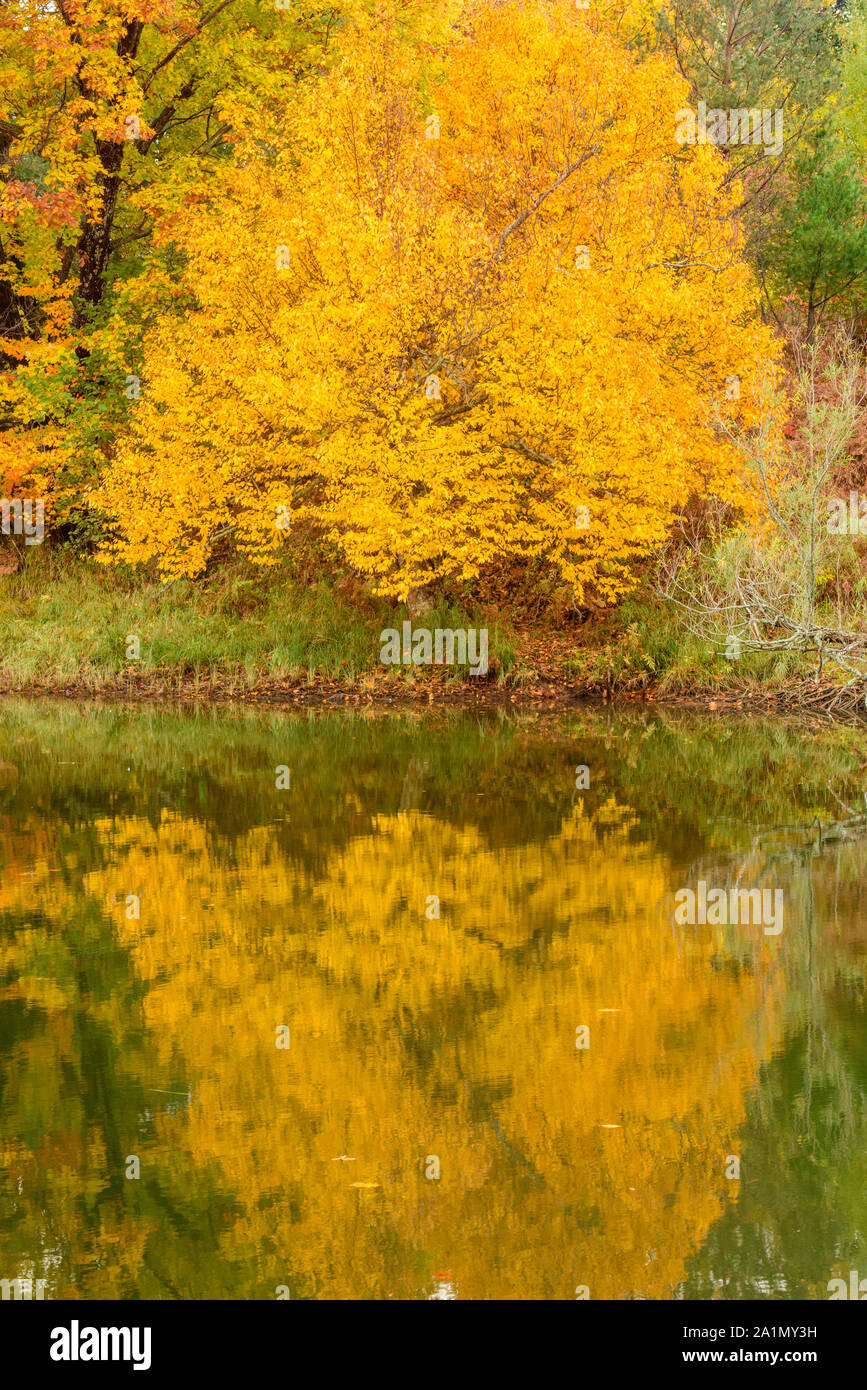 Réflexions d'automne dans la rivière Whitefish, Whitefish Falls, Ontario, Canada Banque D'Images