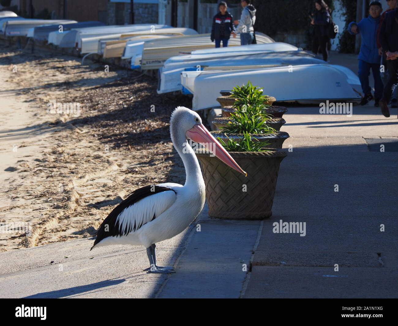 Pelican Waterfront Watsons Bay Sydney Australie Banque D'Images