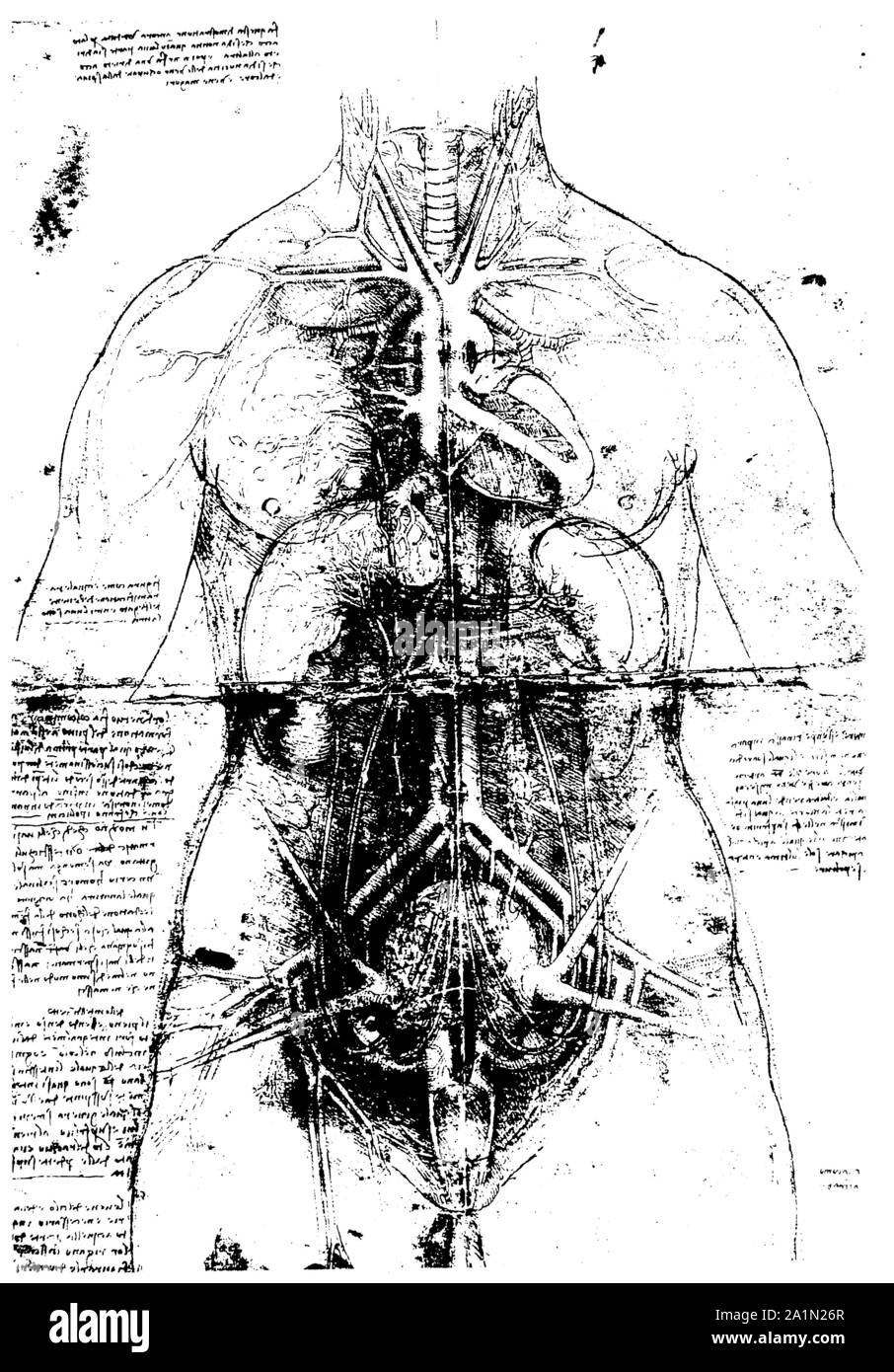 L'art de l'anatomie de Léonard de Vinci à partir de 1492 Banque D'Images