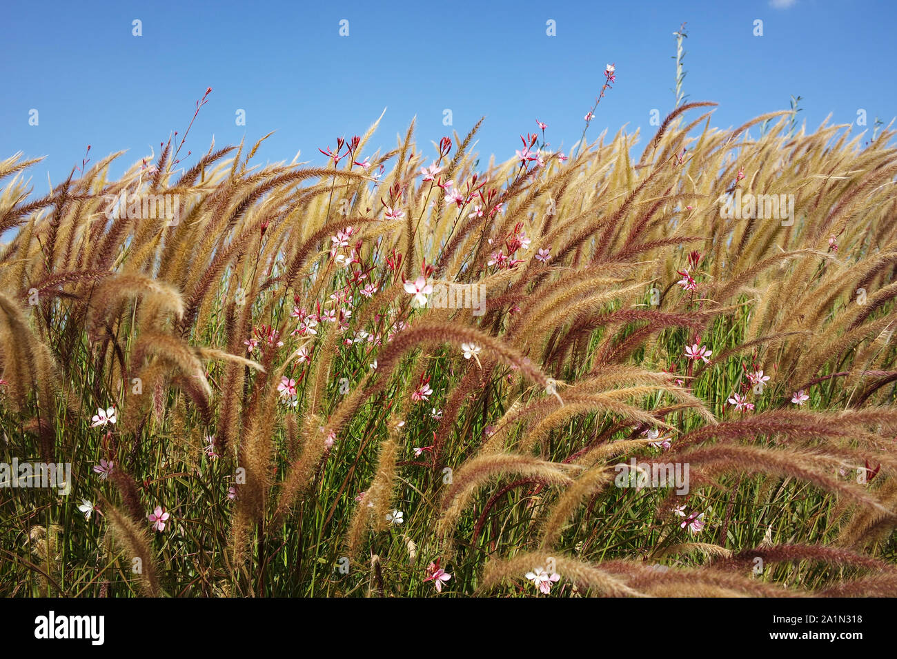 Beauté dans la nature des herbes et fleurs  Banque D'Images