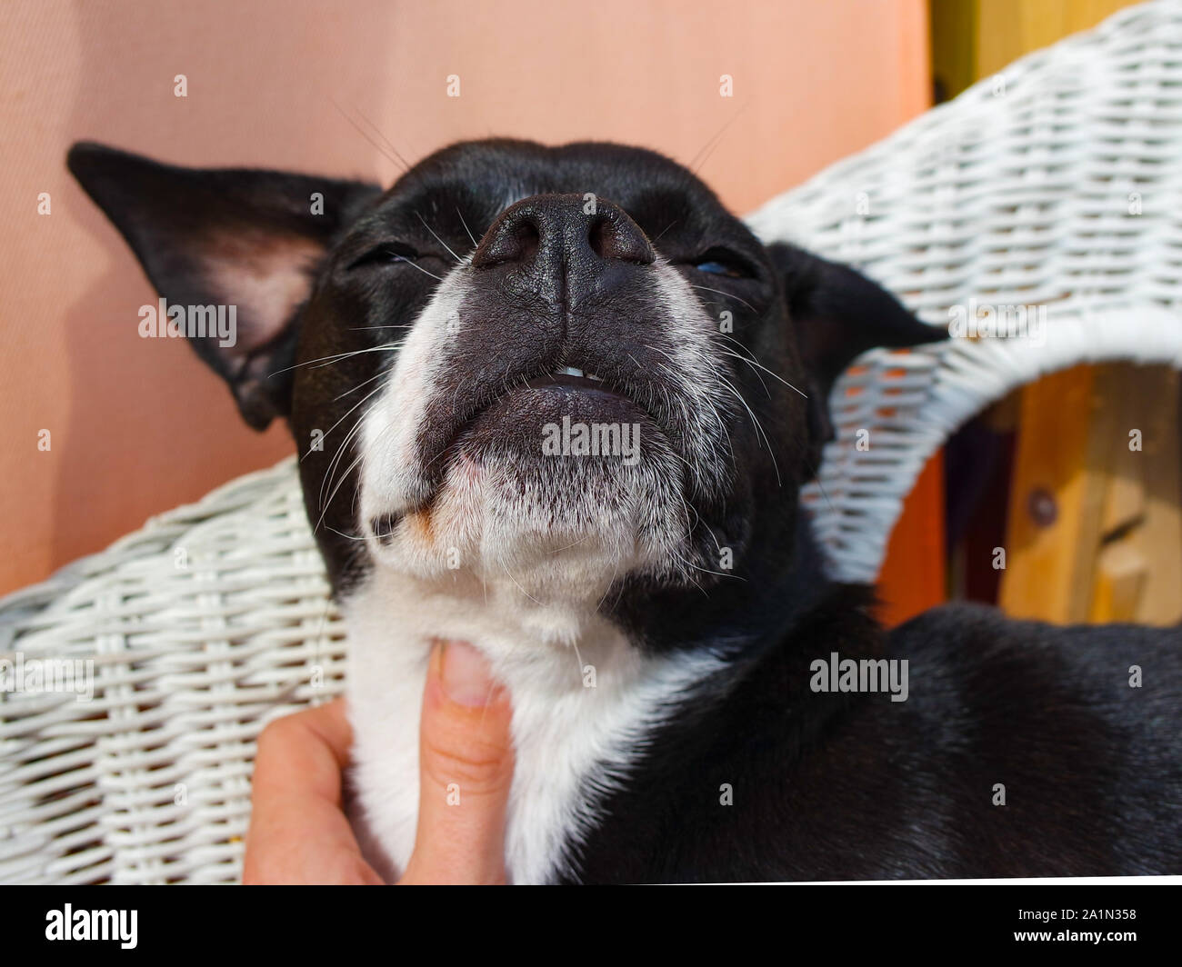 Les chiens dans la ville Banque D'Images