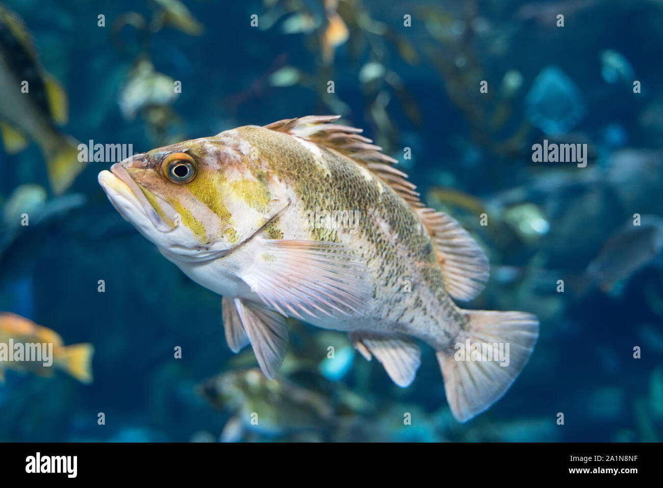 Le sébaste cuivré (Sebastes caurinus), les poissons, l'Aquarium du Canada Ripely Banque D'Images