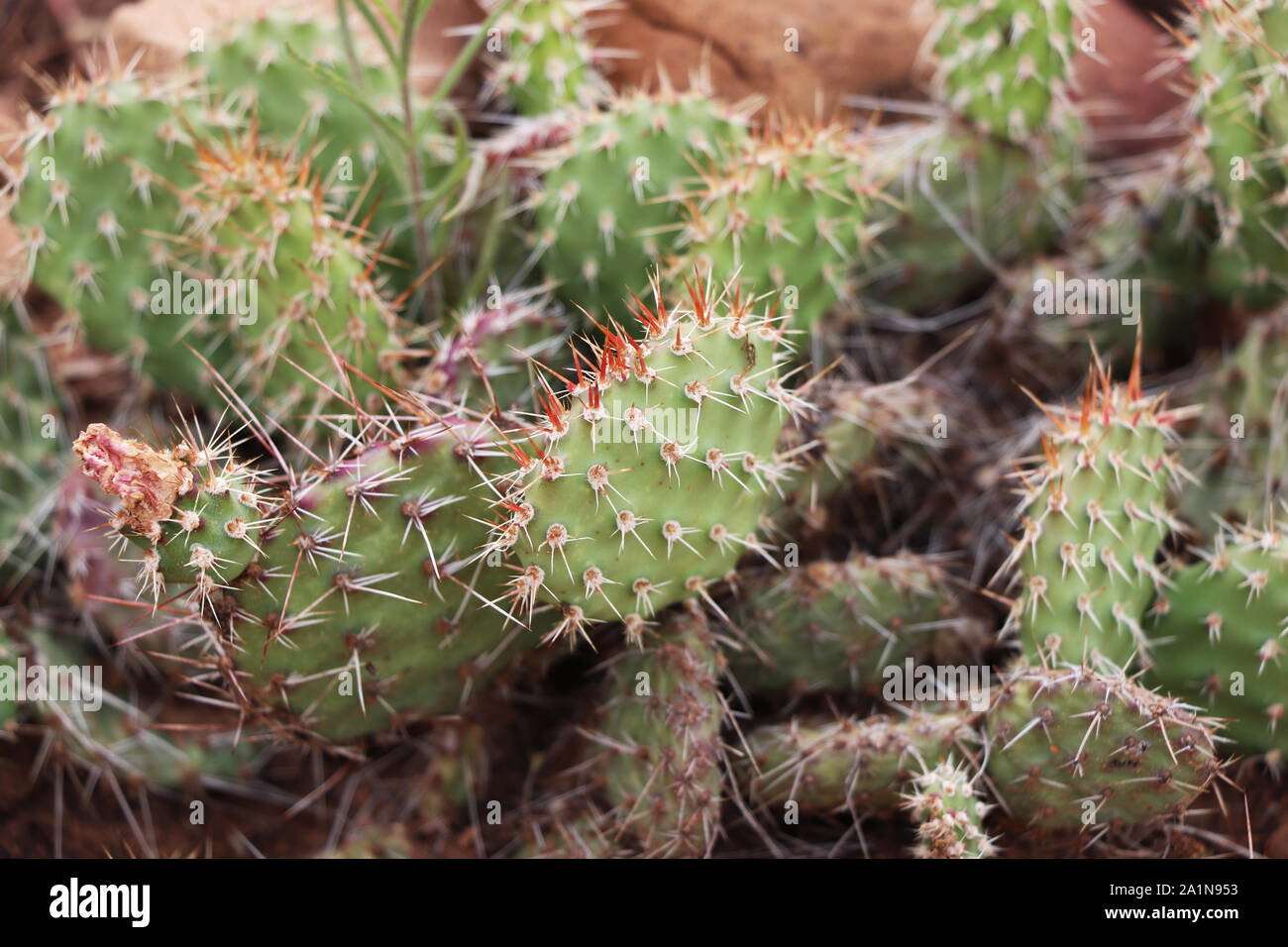 Cactus dans le désert de Mesa Verde National Park en Californie Banque D'Images