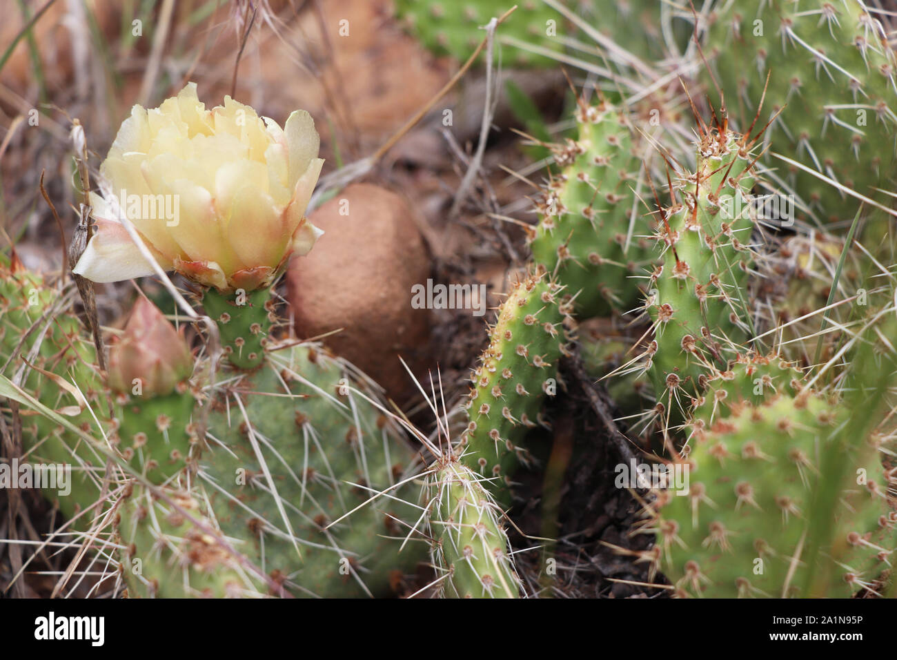 Cactus dans le désert de Mesa Verde National Park en Californie Banque D'Images