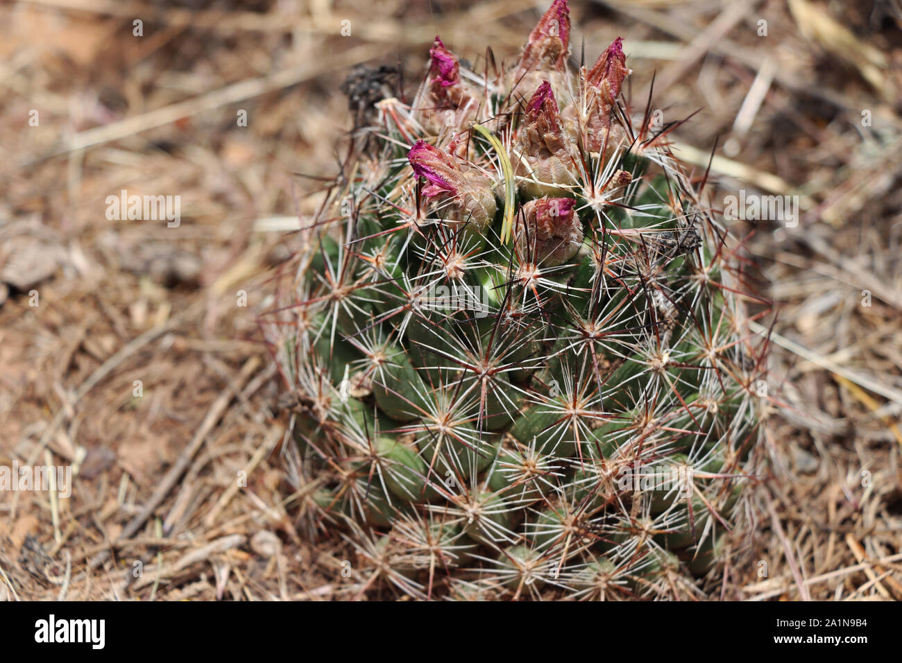 Cactus dans le désert de Mesa Verde au Colorado Banque D'Images