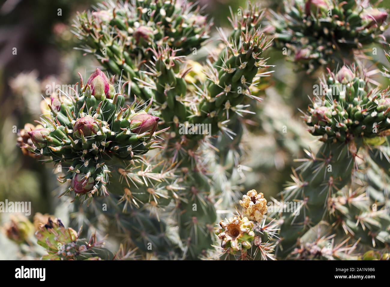 Cactus dans le désert de Mesa Verde au Colorado Banque D'Images