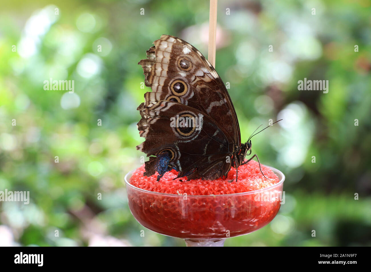 Papillon hibou géant dans le jardin Banque D'Images