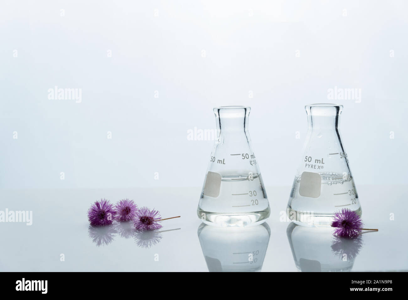 Deux fiole avec de l'eau et petite fleur mauve rose ronde en science de laboratoire cosmétique blanc fond Banque D'Images
