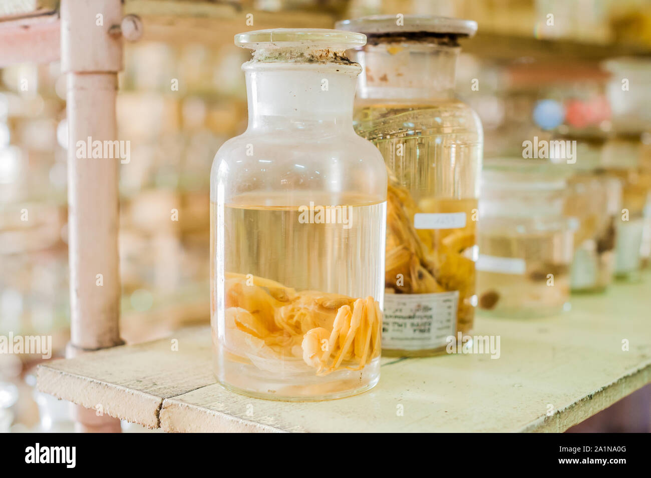 Les animaux marins ont conservé de l'alcool dans des tubes de verre Photo  Stock - Alamy