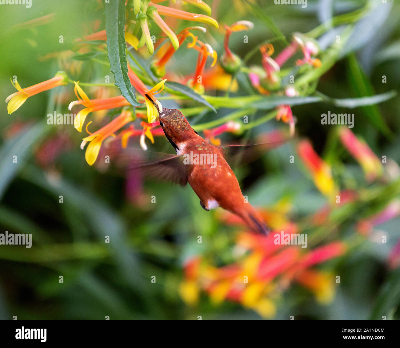 Vue aérienne d'une belle, de couleur rouille, mâle adulte, Allen's hummingbird planant dans l'air tout en se nourrissant sur une fleur orange colorés Banque D'Images