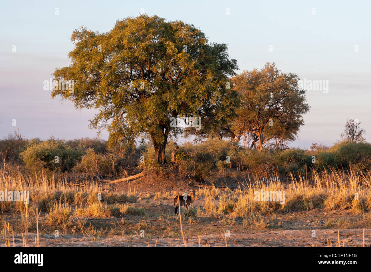 Paysage africain avec Cobe d'antilopes, de la pelouse et des arbres sur la rive de la rivière Okavango dans Golden Evening Light Banque D'Images