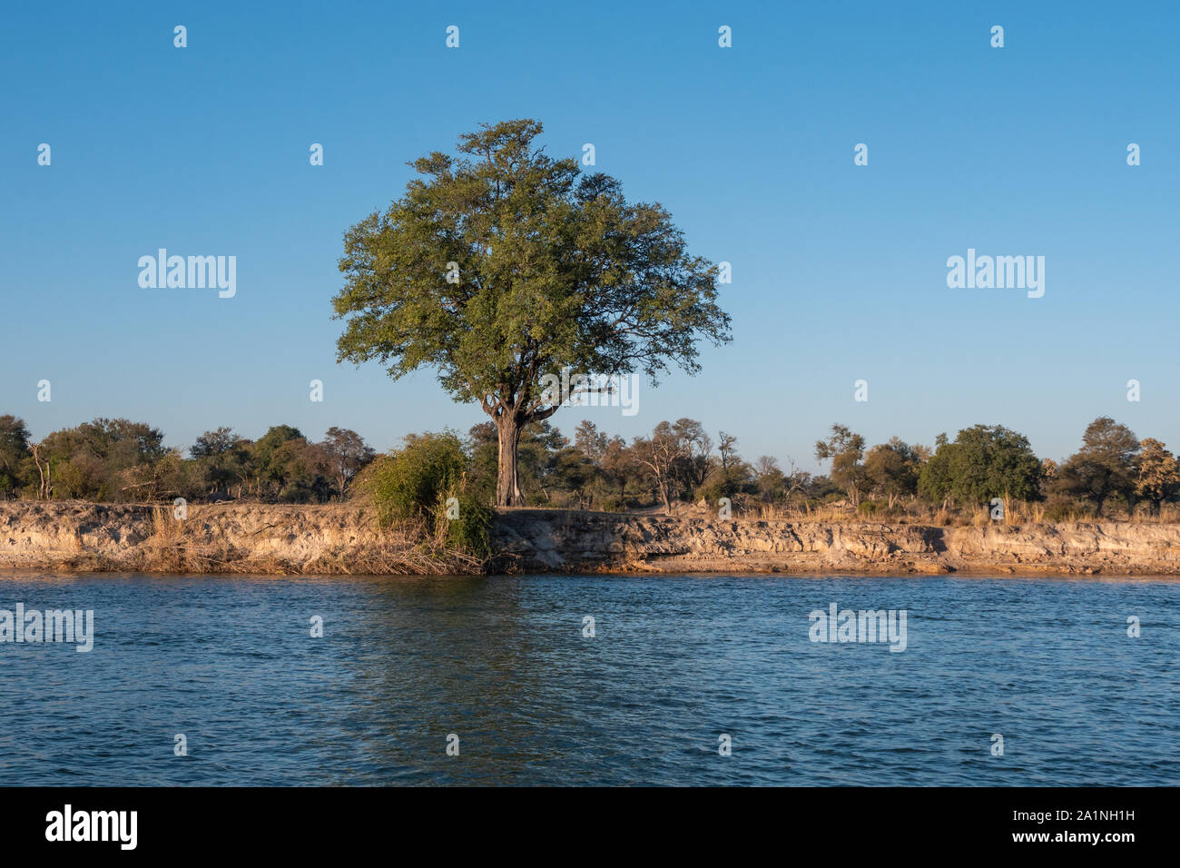 Paysage sur la rive de la rivière Okavango avec arbres et arbustes en Namibie, Afrique Banque D'Images