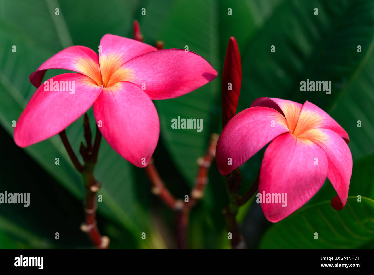 Plumeria rubra magnifique usine Linn Banque D'Images