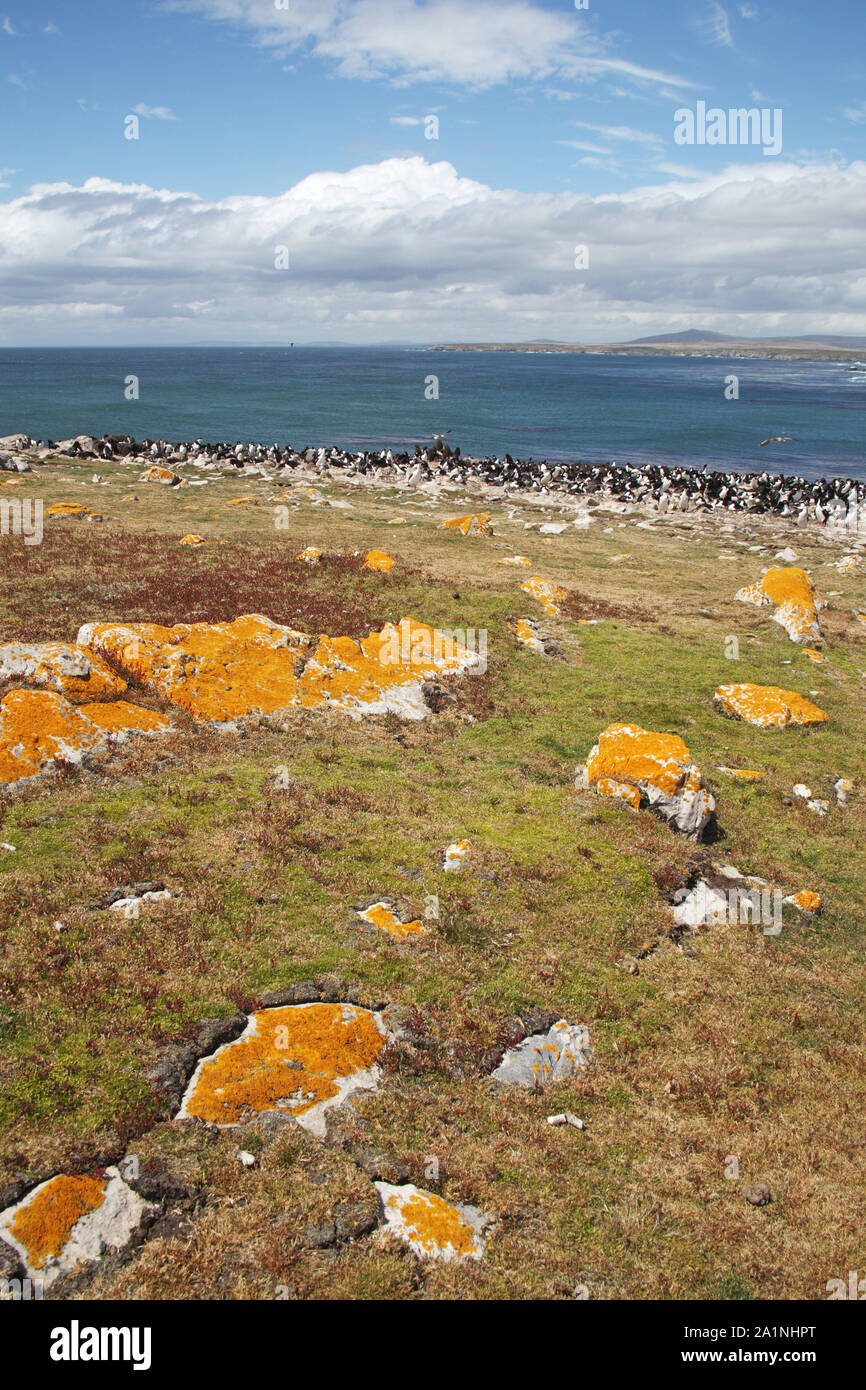 Shag Leucocarbo atriceps impériale et Rockhopper Penguin Eudyptes chrysocome Péninsule Tamar Pebble Island Iles Falkland Banque D'Images