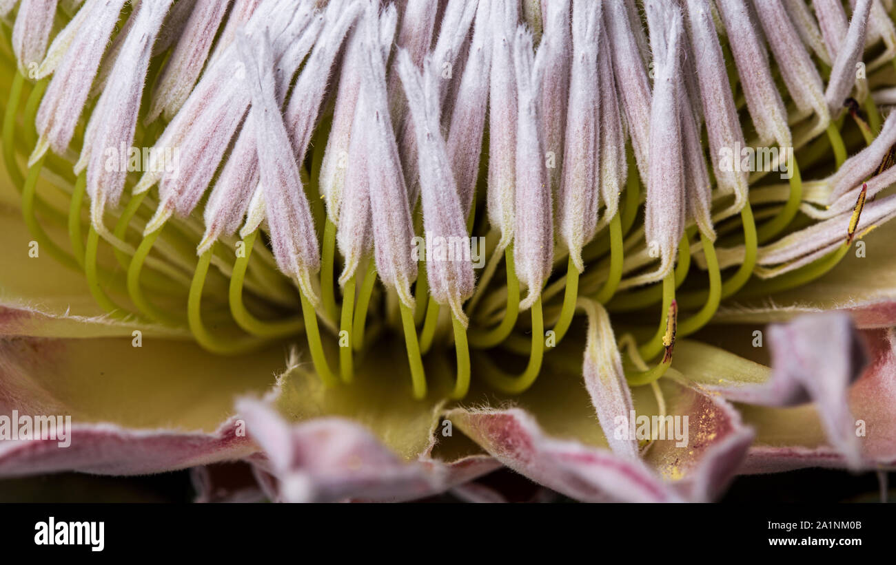 De nombreux pistils sur un lit King Protea Flower in Bloom Photo Stock -  Alamy