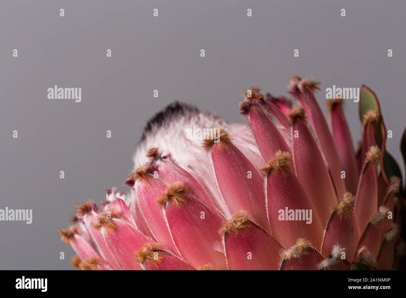 Protea king rose d'Afrique du Sud, monument, Close up encore en fleurs sur fond gris Banque D'Images