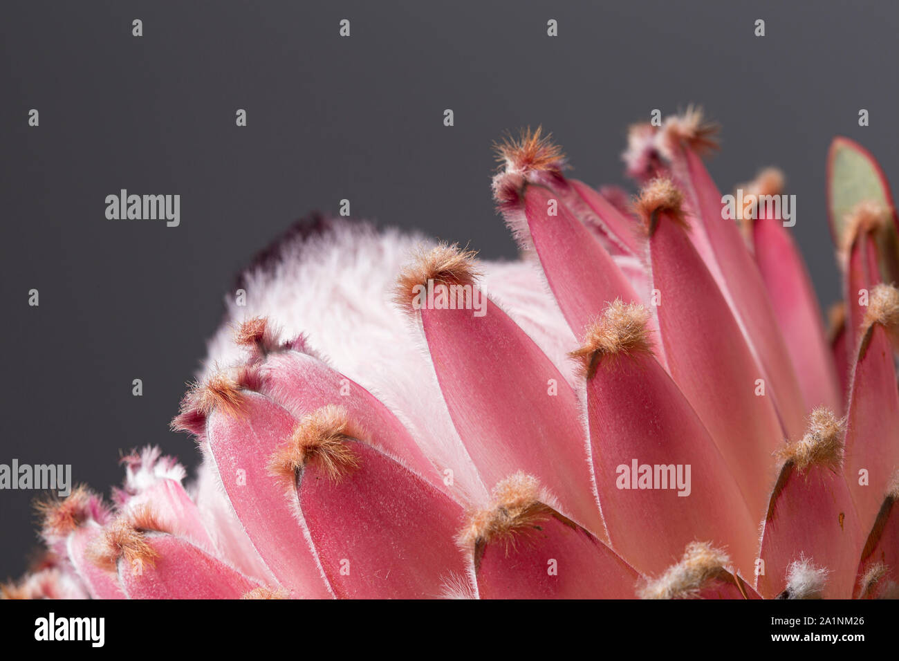 Protea king rose d'Afrique du Sud, monument, Close up encore en fleurs sur fond gris Banque D'Images